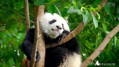 熊猫幼崽巨大的四川